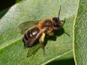 Andrena scotica.jpg